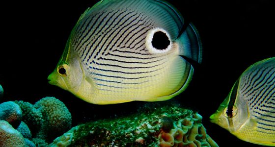 fish grand bahama diving